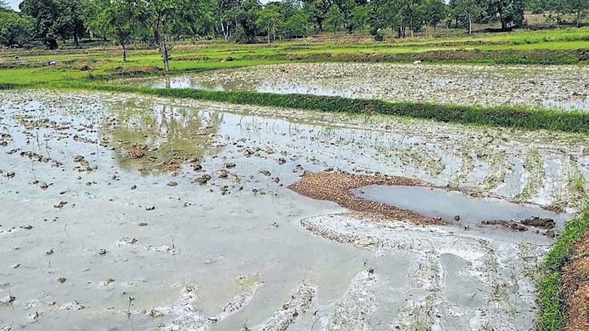 Industrial Fly Ash Contaminates Farmland in Odisha's Belpahar Due to Recent Rains