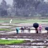 Jharsuguda Sees Record 114.3mm Rainfall in Odisha Over Last Day